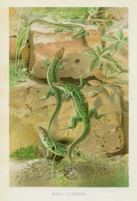 Framed Print : Wall lizards chromolithograph 1896 Framed Print : Wall lizards chromolithograph 1896