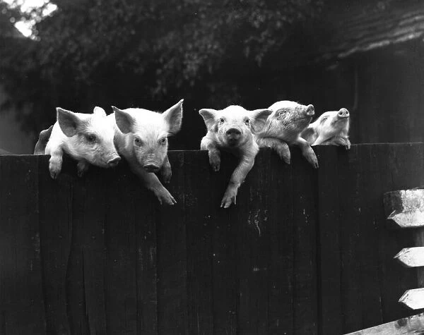 Wall Pigs. 3rd October 1934: Pigs peering over the top of a fence at Paley House Farm