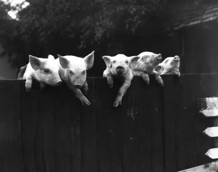 Framed Print : Wall Pigs. 3rd October 1934: Pigs peering over the top of a fence at Paley House Farm Framed Print : Wall Pigs. 3rd October 1934: Pigs peering over the top of a fence at Paley House Farm