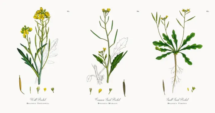 Framed Print : Wall Rocket, Brassica Tenuifolia, Victorian Botanical Illustration, 1863 Framed Print : Wall Rocket, Brassica Tenuifolia, Victorian Botanical Illustration, 1863