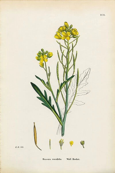 Wall Rocket, Brassica Tenuifolia, Victorian Botanical Illustration, 1863
