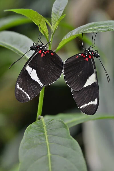 Wallaces Longwing -Heliconius wallacei-, native to Ecuador, butterfly house, Forgaria nel Friuli, Udine province, Italy