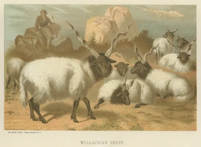 Framed Print : Wallachian Sheep Framed Print : Wallachian Sheep