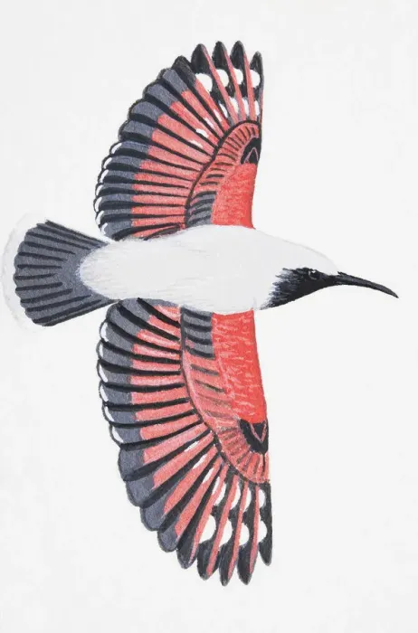 Framed Print : Wallcreeper (Tichodroma muraria), adult male Framed Print : Wallcreeper (Tichodroma muraria), adult male