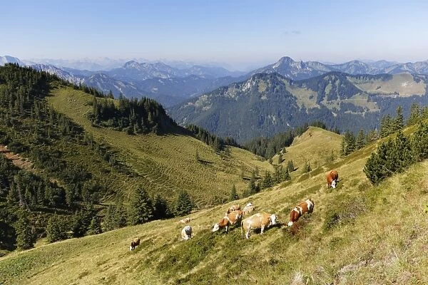 Wallenburg alpine pasture at Mt Croda Rossa or Rotwand, Mt Risserkogel on the right at the back, Spitzingsee lake area, Mangfall mountains, Upper Bavaria, Bavaria, Germany