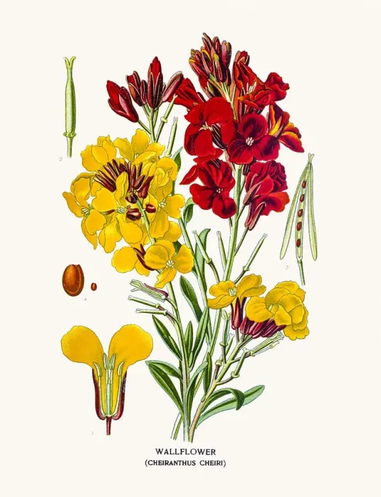 Framed Print : Wallflower Framed Print : Wallflower