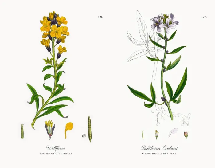 Framed Print : Wallflower, Cheiranthus Cheiri, Victorian Botanical Illustration, 1863 Framed Print : Wallflower, Cheiranthus Cheiri, Victorian Botanical Illustration, 1863
