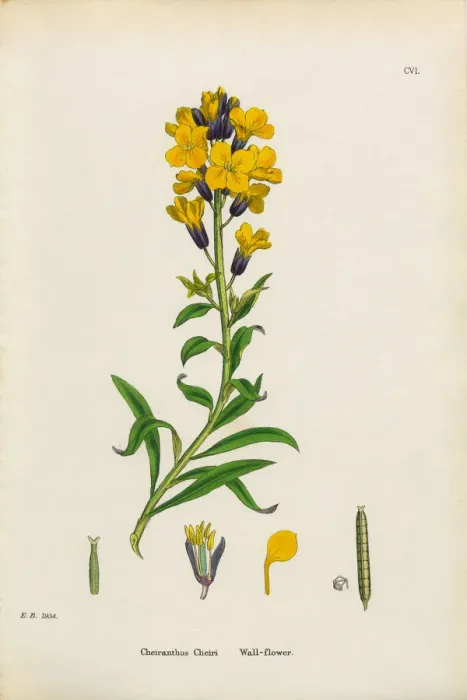 Framed Print : Wallflower, Cheiranthus Cheiri, Victorian Botanical Illustration, 1863 Framed Print : Wallflower, Cheiranthus Cheiri, Victorian Botanical Illustration, 1863