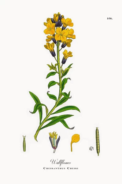Wallflower, Cheiranthus Cheiri, Victorian Botanical Illustration, 1863