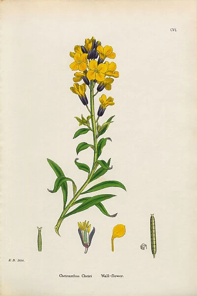 Wallflower, Cheiranthus Cheiri, Victorian Botanical Illustration, 1863