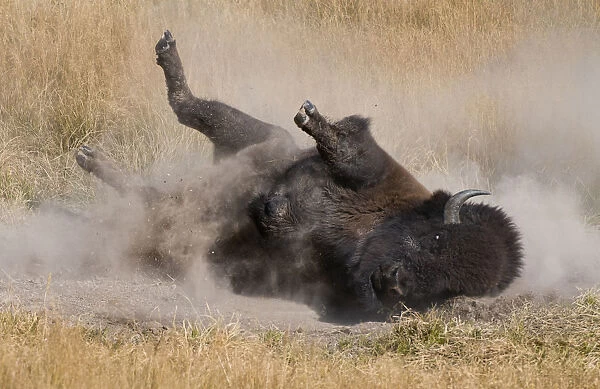wallowing Bison, Yellowstone National Park