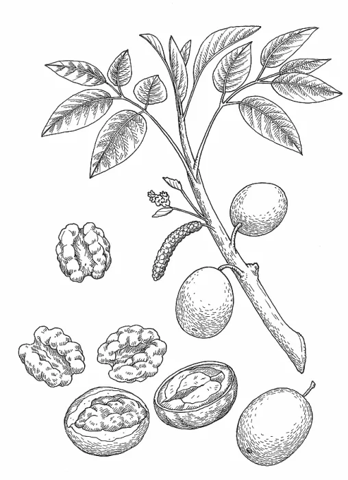 Framed Print : Walnut. Dorling Kindersley Prints Framed Print : Walnut. Dorling Kindersley Prints