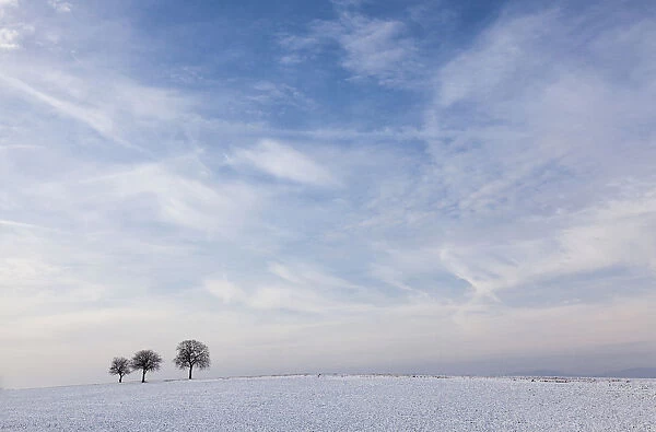 Walnut Trees -Juglans regia- in a snow-covered field against a cloudy sky, Southern Palatinate, Rhineland-Palatinate, Germany