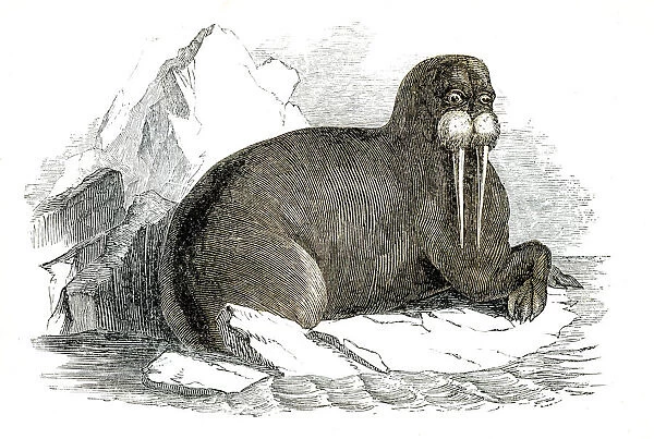 Walrus engraving 1851