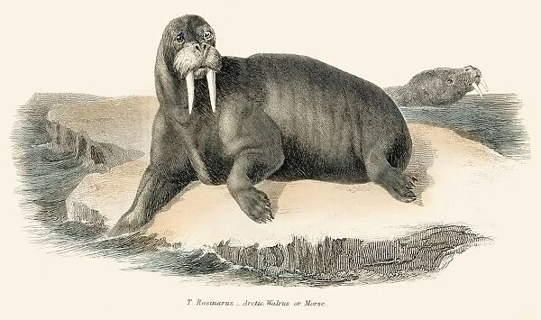 Walrus illustration 1803