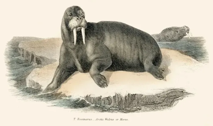Framed Print : Walrus illustration 1803 Framed Print : Walrus illustration 1803
