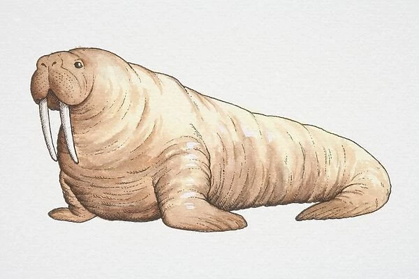 Walrus (odobenus rosmarus), side view