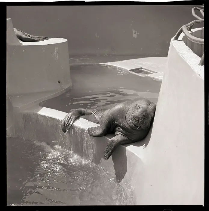 Framed Print : Walrus Sleeping on Bank of Pool Framed Print : Walrus Sleeping on Bank of Pool