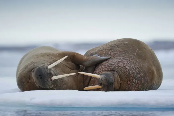Framed Print : Walrus, Svalbard Framed Print : Walrus, Svalbard