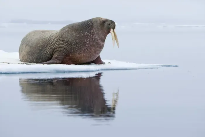Framed Print : Walrus, Svalbard Framed Print : Walrus, Svalbard