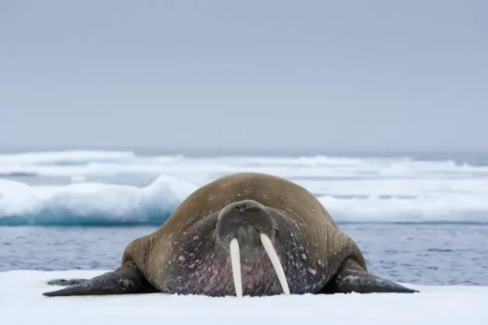 Framed Print : Walrus, Svalbard Framed Print : Walrus, Svalbard