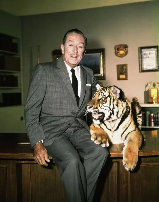 Framed Print : Walt Disney in His Office with Tiger From One of His Movies