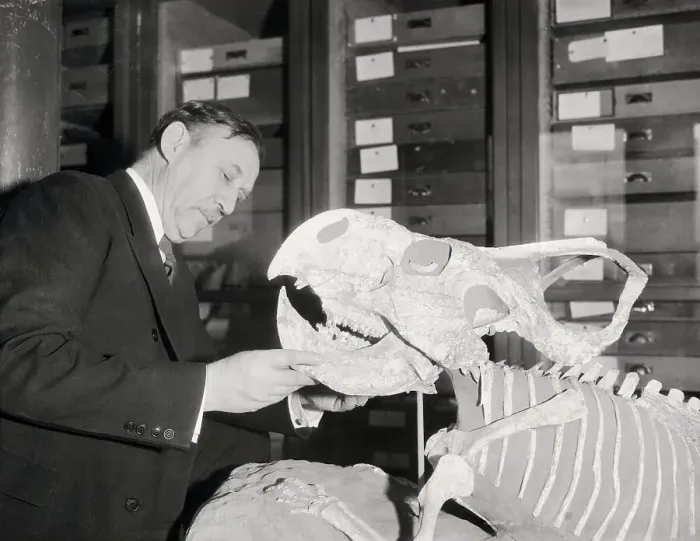 Framed Print : Walter Granger Assembling Dinosaur Skeleton