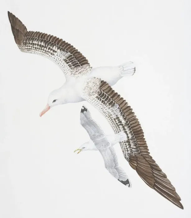 Framed Print : Wandering Albatross, Diomedea exulans, with white, brown and black feathers covering narrow wings, flying with smaller Herring Gull, Larus argentatus, with open beak, above view
