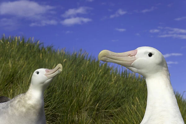 Two wandering albatross (Diomedea exulans) in courtship display