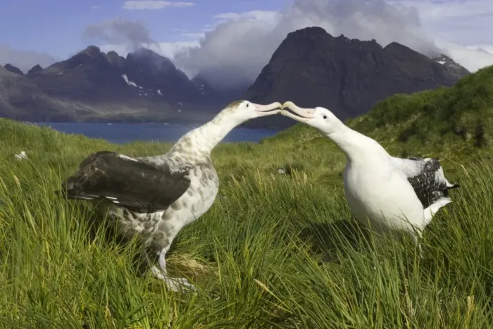 Framed Print : Two wandering albatross (Diomedea exulans) in courtship display Framed Print : Two wandering albatross (Diomedea exulans) in courtship display