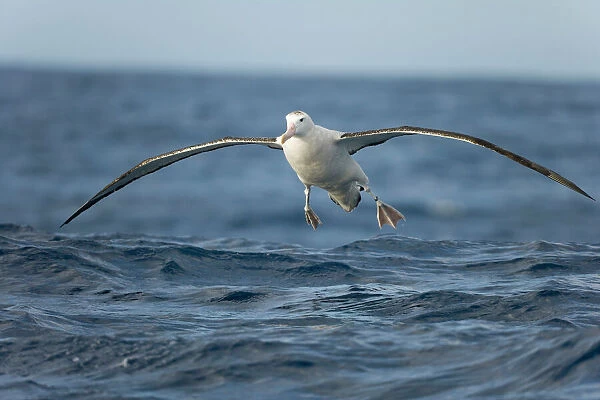 Wandering albatross, Drake Passage; Southern Ocean