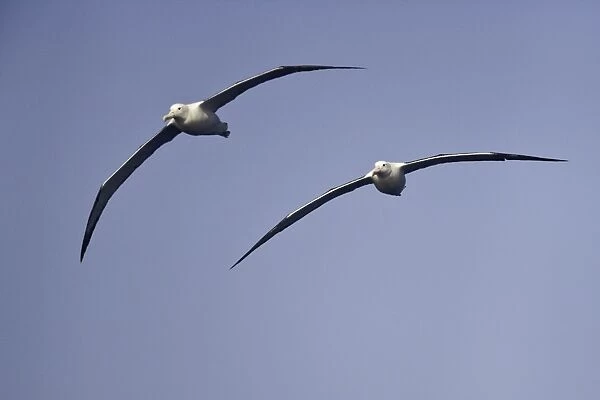 Wandering albatrosses, Drake Passage
