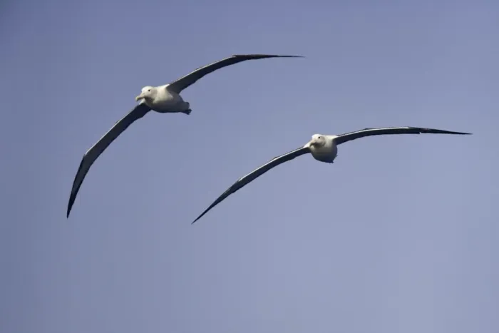 Framed Print : Wandering albatrosses, Drake Passage Framed Print : Wandering albatrosses, Drake Passage