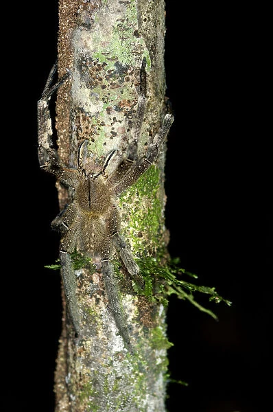 Wandering spider -Ctenidae spec. -, Tiputini rainforest, Yasuni National Park, Ecuador, South America