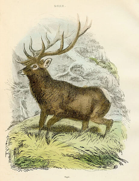Wapiti deer engraving 1893