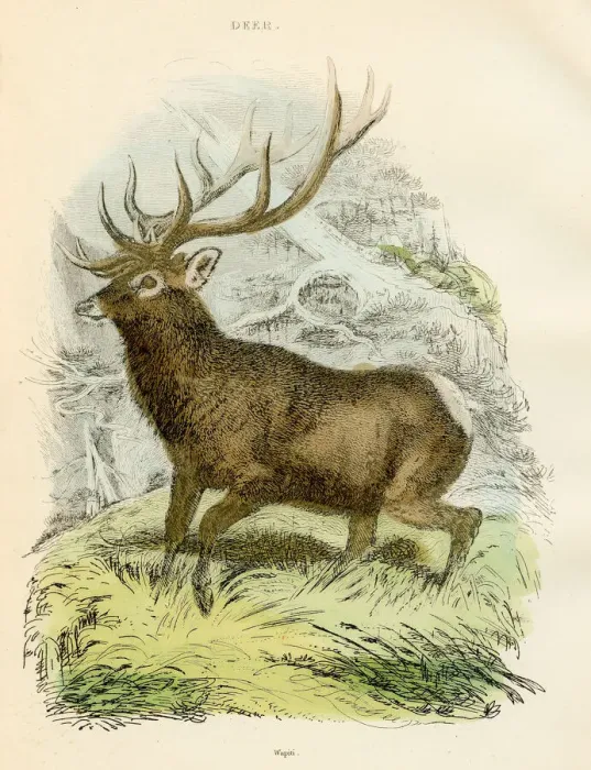 Framed Print : Wapiti deer engraving 1893 Framed Print : Wapiti deer engraving 1893