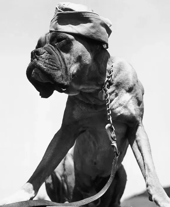 Framed Print : War Dog Poses Wearing Overseas Cap