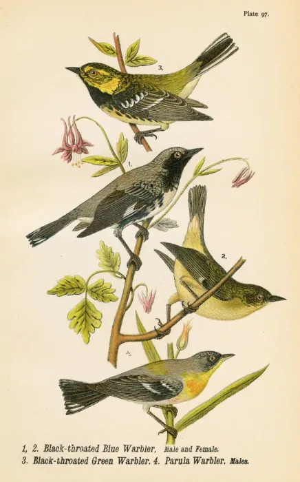Framed Print : Warbler bird lithograph 1890 Framed Print : Warbler bird lithograph 1890