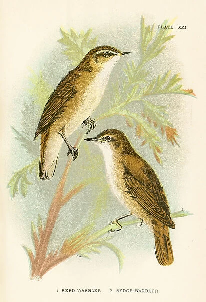 Warbler birds engraving 1896