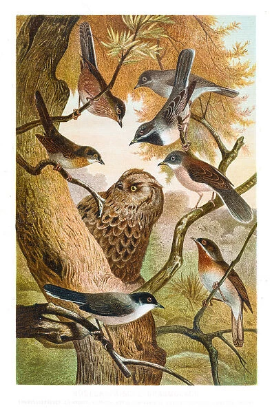 Warbler and owl illustration 1882