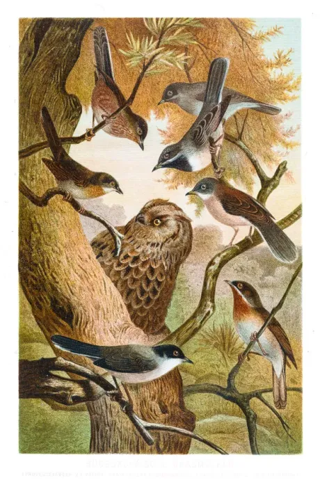 Framed Print : Warbler and owl illustration 1882 Framed Print : Warbler and owl illustration 1882