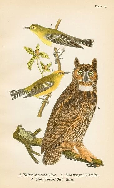 Warbler Owl Vireo bird lithograph 1890