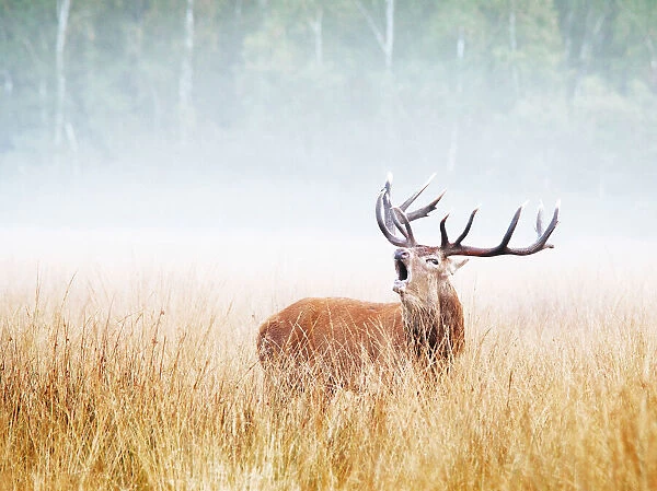 Warning. A red stag calls out a warning to other males during the autumn