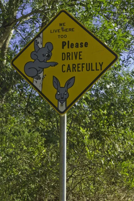 Framed Print : Warning sign about koalas and kangaroos Framed Print : Warning sign about koalas and kangaroos