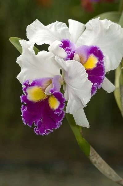 Warscewiczs Cattleys orchid -Cattleya warscewiczii-, cultivar, Phuket, Thailand
