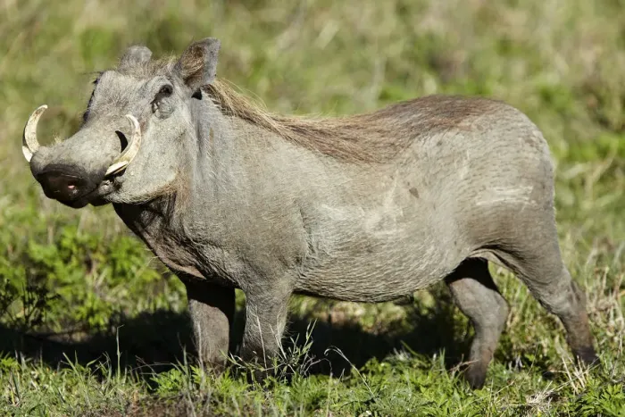 Framed Print : Warthog -Phacochoerus africanus-, Ngorongoro Crater, Ngorongoro Conservation Area, Tanzania, Africa Framed Print : Warthog -Phacochoerus africanus-, Ngorongoro Crater, Ngorongoro Conservation Area, Tanzania, Africa
