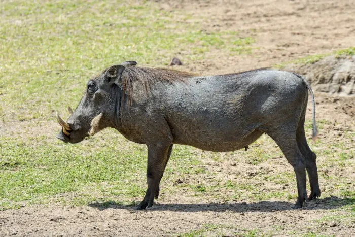 Framed Print : Warthog -Phacochoerus africanus-, Msai Mara National Reserve, Kenya