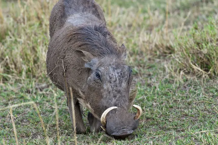 Framed Print : Warthog -Phacochoerus africanus-, Serengeti, Tanzania Framed Print : Warthog -Phacochoerus africanus-, Serengeti, Tanzania