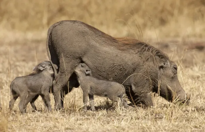 Framed Print : Warthog (Phacochoerus africanus) nursing cubs