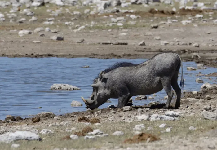Framed Print : Warthog -Phacochoerus africanus- at a waterhole, Etosha National Park, Oshikoto Region, Namibia Framed Print : Warthog -Phacochoerus africanus- at a waterhole, Etosha National Park, Oshikoto Region, Namibia